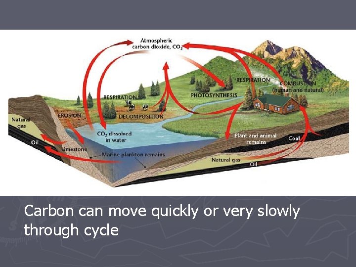 Carbon can move quickly or very slowly through cycle Carbon can move quickly or very slowly through cycle