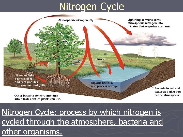 Nitrogen Cycle: process by which nitrogen is cycled through the atmosphere, bacteria and other Nitrogen Cycle: process by which nitrogen is cycled through the atmosphere, bacteria and other