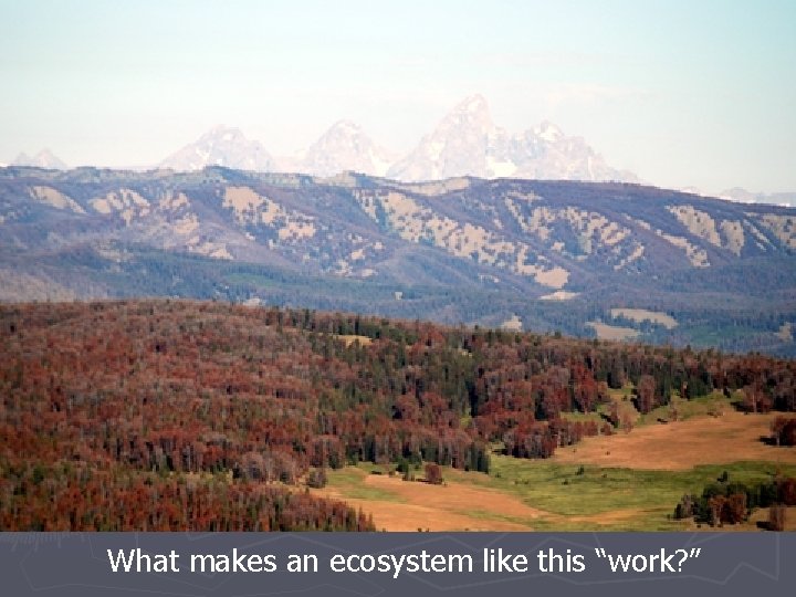 What makes an ecosystem like this “work? ” What makes an ecosystem like this “work? ”