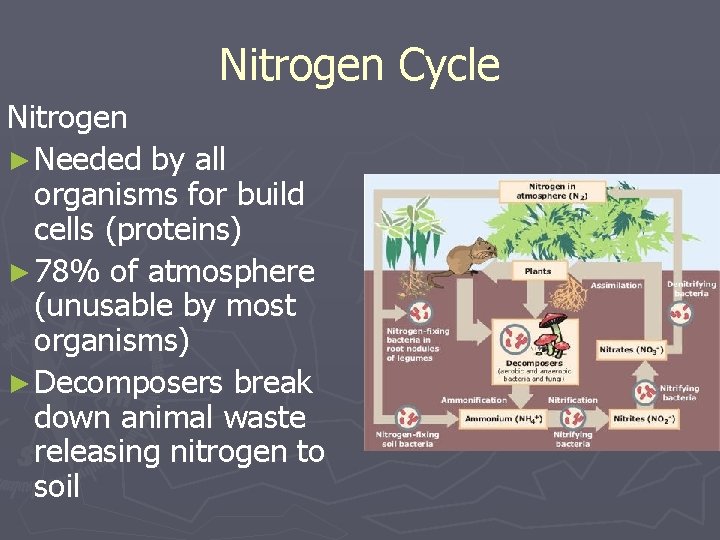 Nitrogen Cycle Nitrogen ► Needed by all organisms for build cells (proteins) ► 78% Nitrogen Cycle Nitrogen ► Needed by all organisms for build cells (proteins) ► 78%