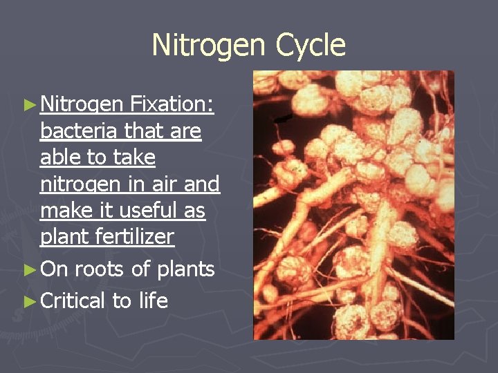 Nitrogen Cycle ► Nitrogen Fixation: bacteria that are able to take nitrogen in air Nitrogen Cycle ► Nitrogen Fixation: bacteria that are able to take nitrogen in air