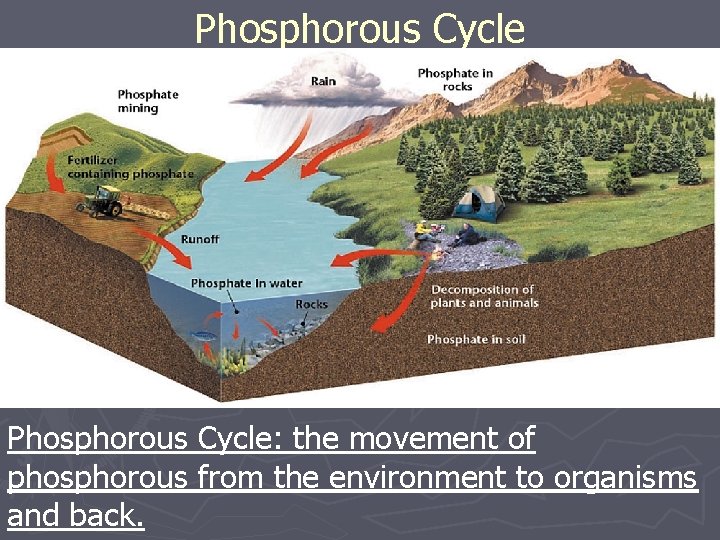Phosphorous Cycle: the movement of phosphorous from the environment to organisms and back. Phosphorous Cycle: the movement of phosphorous from the environment to organisms and back.