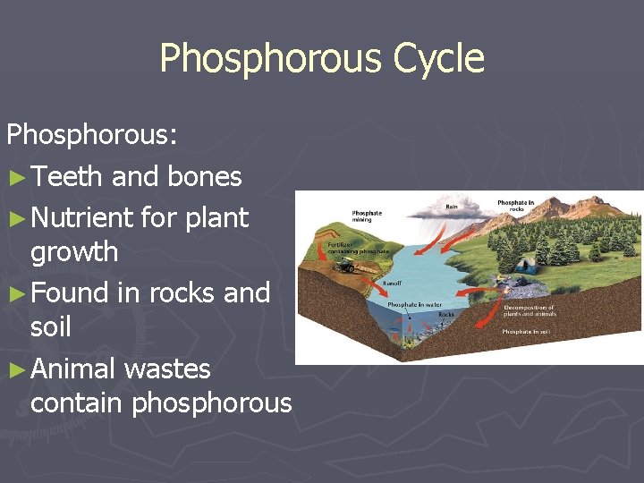 Phosphorous Cycle Phosphorous: ► Teeth and bones ► Nutrient for plant growth ► Found Phosphorous Cycle Phosphorous: ► Teeth and bones ► Nutrient for plant growth ► Found
