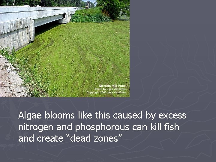 Algae blooms like this caused by excess nitrogen and phosphorous can kill fish and Algae blooms like this caused by excess nitrogen and phosphorous can kill fish and