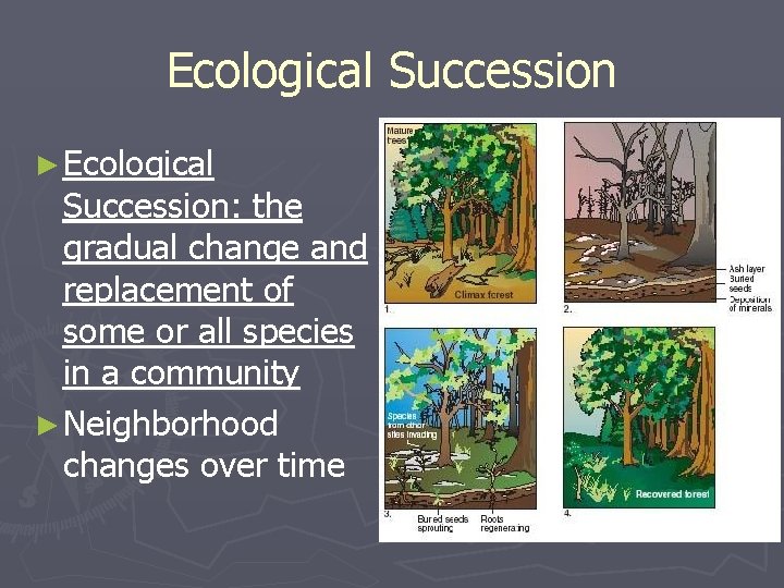 Ecological Succession ► Ecological Succession: the gradual change and replacement of some or all Ecological Succession ► Ecological Succession: the gradual change and replacement of some or all