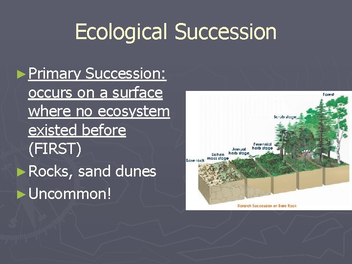Ecological Succession ► Primary Succession: occurs on a surface where no ecosystem existed before Ecological Succession ► Primary Succession: occurs on a surface where no ecosystem existed before