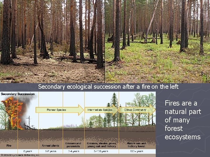 Secondary ecological succession after a fire on the left Fires are a natural part Secondary ecological succession after a fire on the left Fires are a natural part