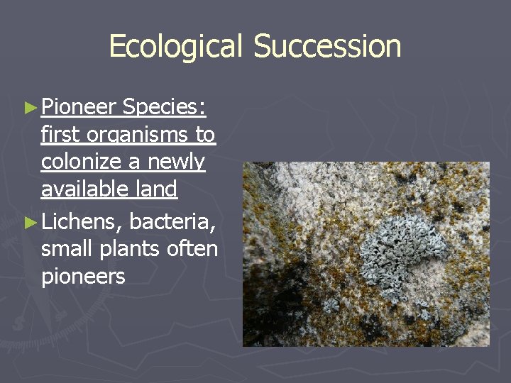 Ecological Succession ► Pioneer Species: first organisms to colonize a newly available land ► Ecological Succession ► Pioneer Species: first organisms to colonize a newly available land ►