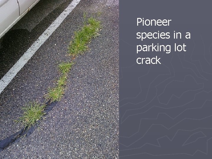 Pioneer species in a parking lot crack Pioneer species in a parking lot crack