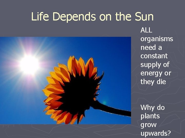 Life Depends on the Sun ALL organisms need a constant supply of energy or Life Depends on the Sun ALL organisms need a constant supply of energy or