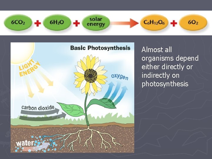Almost all organisms depend either directly or indirectly on photosynthesis Almost all organisms depend either directly or indirectly on photosynthesis