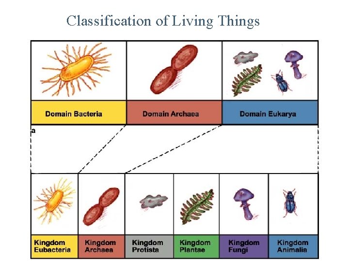 Classification of Living Things Classification of Living Things