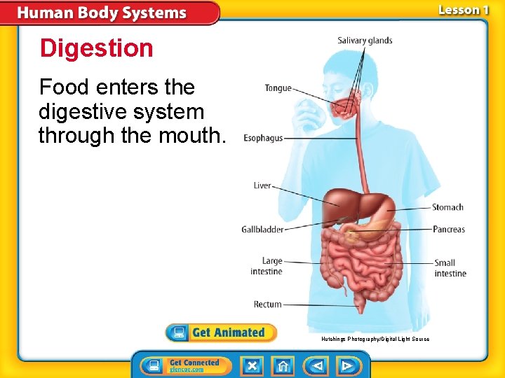 Digestion Food enters the digestive system through the mouth. Hutchings Photography/Digital Light Source 