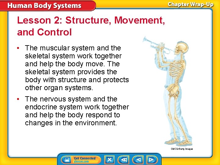 Lesson 2: Structure, Movement, and Control • The muscular system and the skeletal system