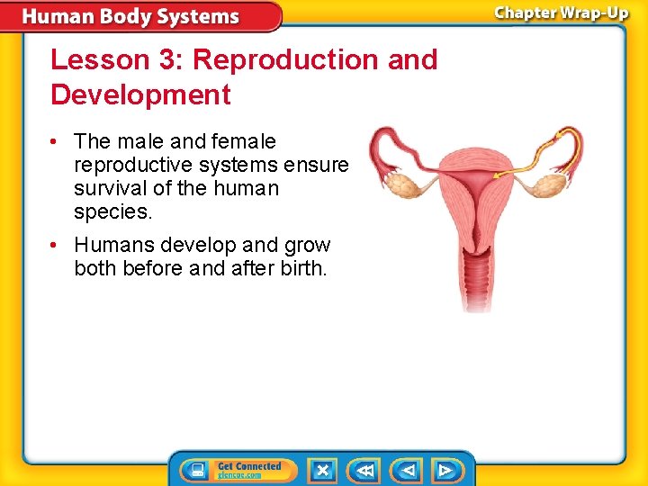 Lesson 3: Reproduction and Development • The male and female reproductive systems ensure survival