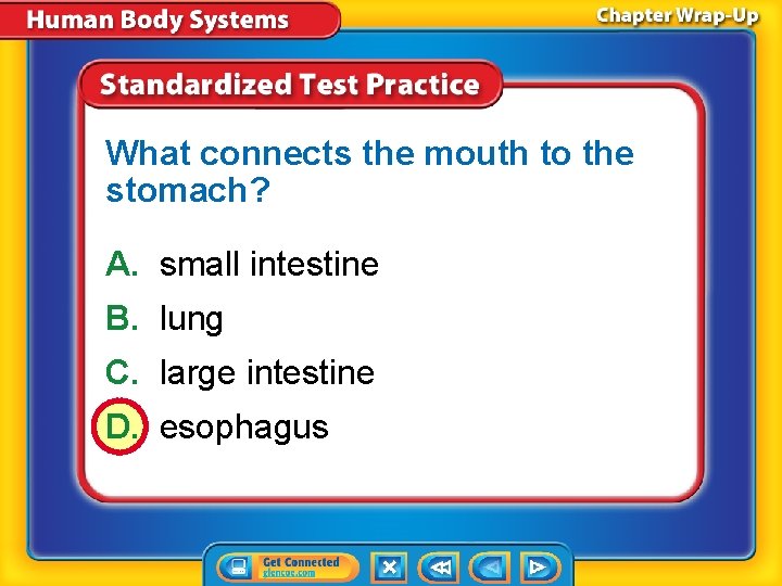 What connects the mouth to the stomach? A. small intestine B. lung C. large