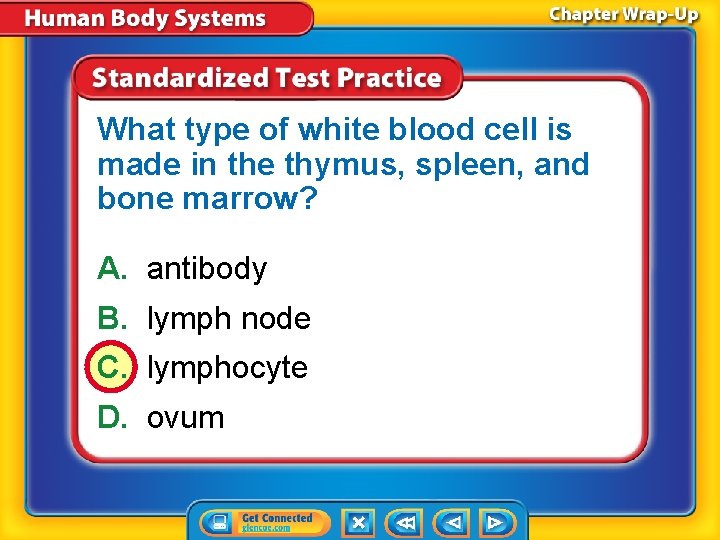 What type of white blood cell is made in the thymus, spleen, and bone