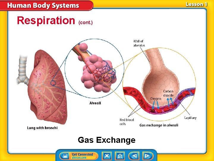 Respiration (cont. ) Gas Exchange 