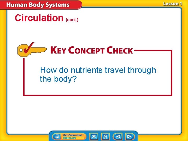Circulation (cont. ) How do nutrients travel through the body? 