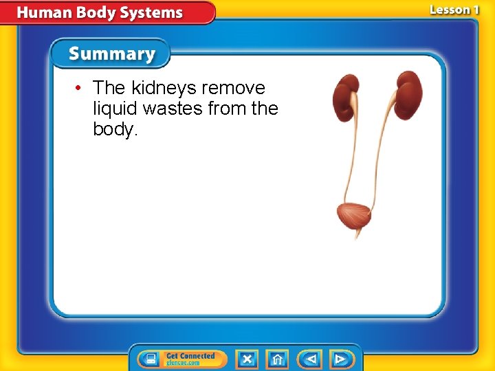  • The kidneys remove liquid wastes from the body. 