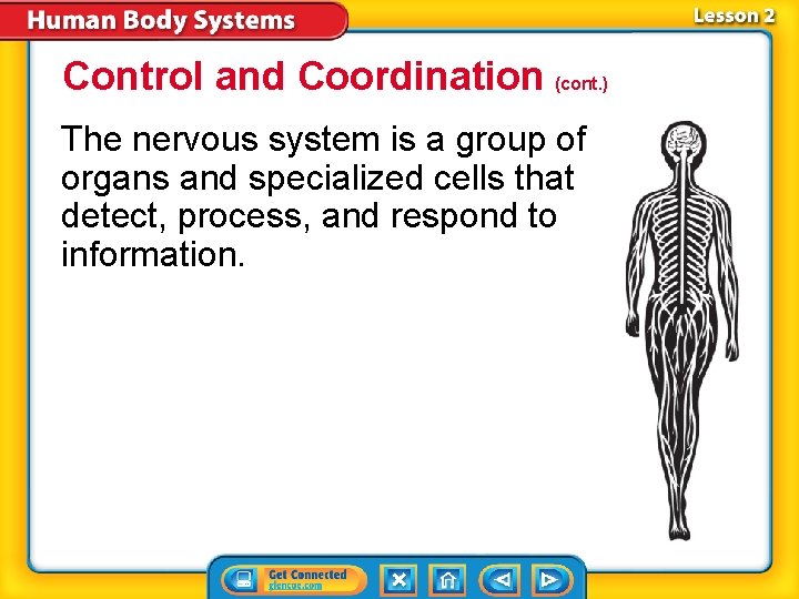 Control and Coordination (cont. ) The nervous system is a group of organs and