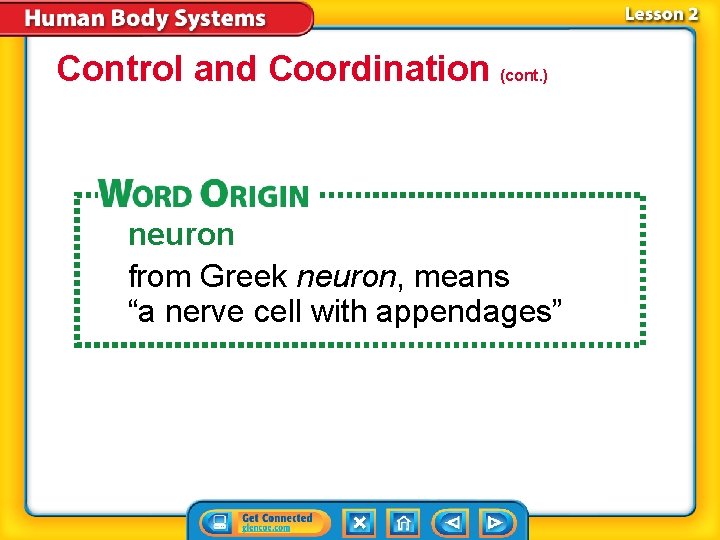 Control and Coordination (cont. ) neuron from Greek neuron, means “a nerve cell with