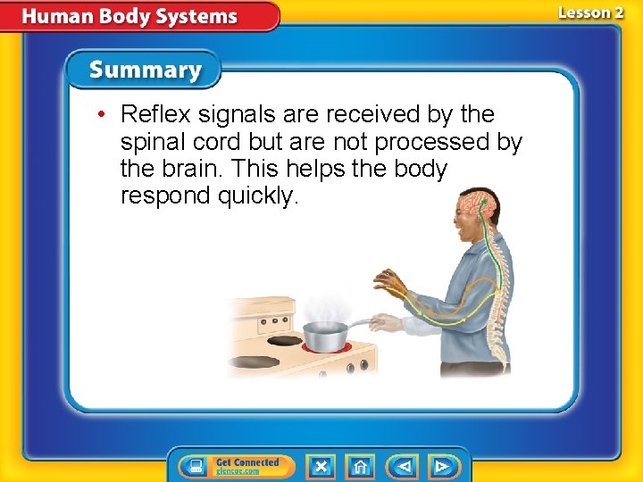 • Reflex signals are received by the spinal cord but are not processed