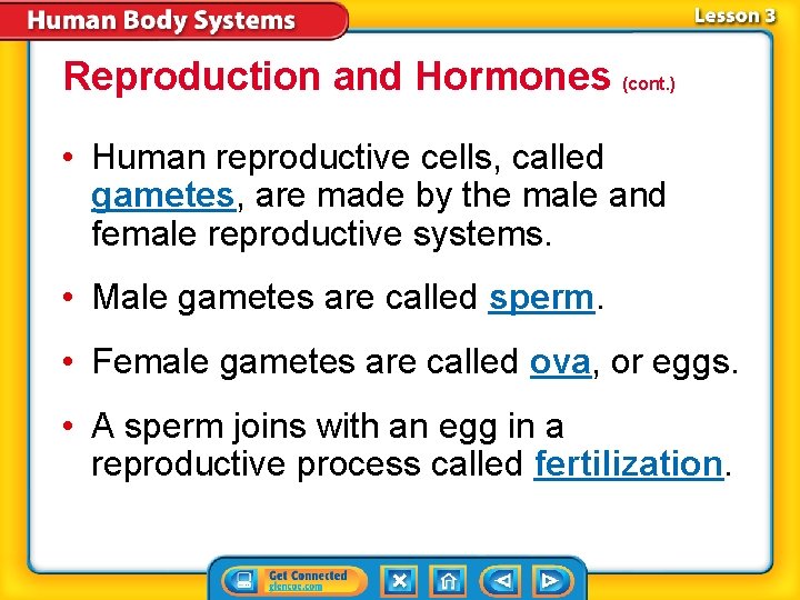 Reproduction and Hormones (cont. ) • Human reproductive cells, called gametes, are made by
