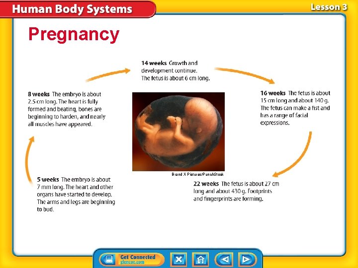 Pregnancy Brand X Pictures/Punch. Stock 