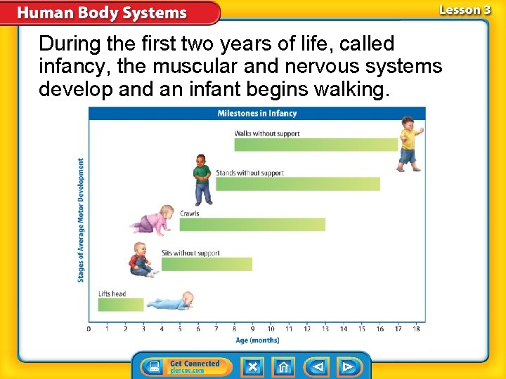 During the first two years of life, called infancy, the muscular and nervous systems