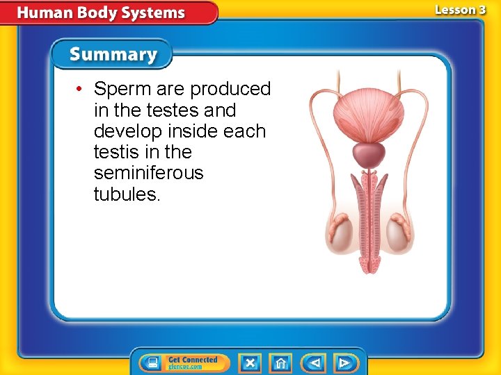  • Sperm are produced in the testes and develop inside each testis in