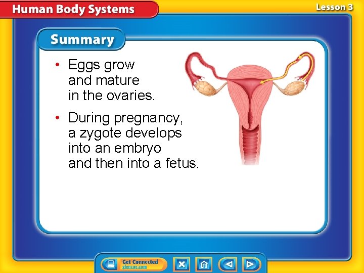  • Eggs grow and mature in the ovaries. • During pregnancy, a zygote