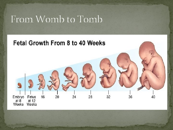 From Womb to Tomb 