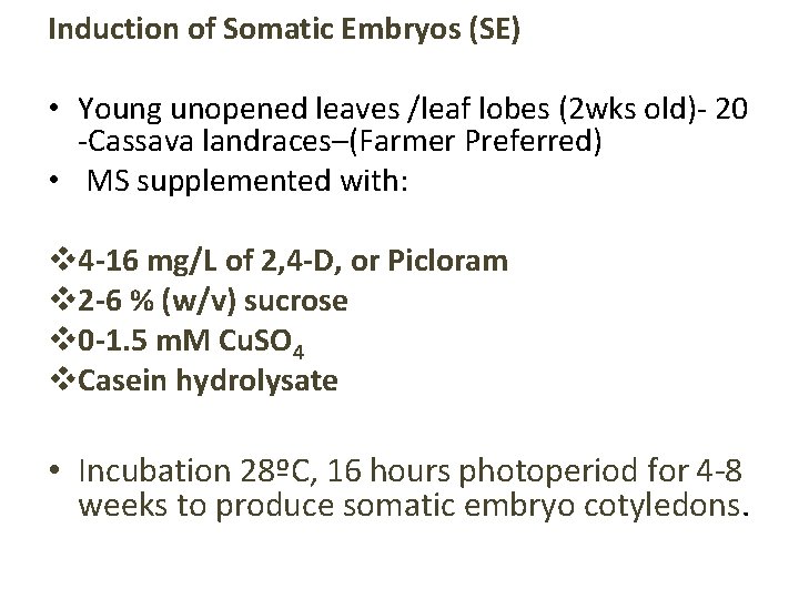 Induction of Somatic Embryos (SE) • Young unopened leaves /leaf lobes (2 wks old)-