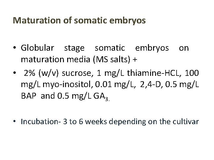 Maturation of somatic embryos • Globular stage somatic embryos on maturation media (MS salts)