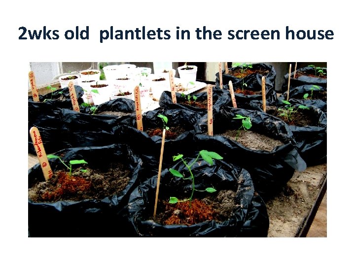 2 wks old plantlets in the screen house 