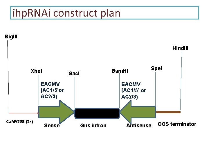 ihp. RNAi construct plan Big. III Hind. III Xho. I Bam. HI Sac. I