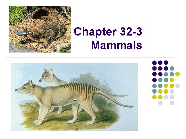 Chapter 32 -3 Mammals 