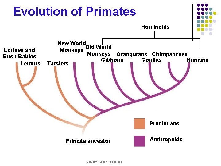 Evolution of Primates Hominoids Lorises and Bush Babies Lemurs New World Old World Monkeys