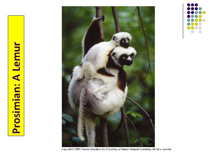 Prosimian: A Lemur 