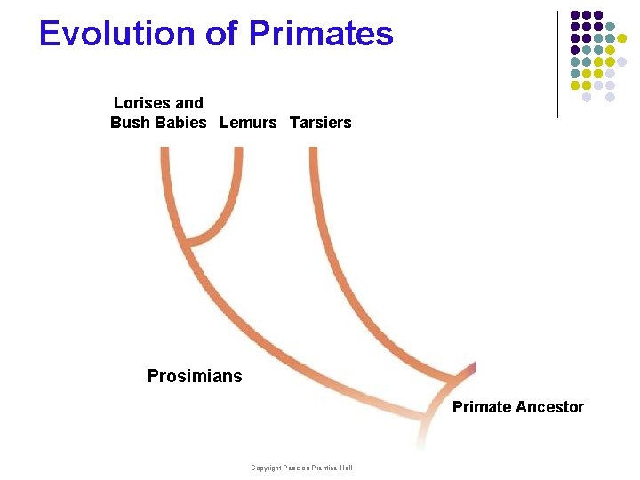 Evolution of Primates Lorises and Bush Babies Lemurs Tarsiers Prosimians Primate Ancestor Copyright Pearson