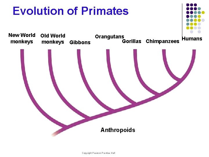 Evolution of Primates New World Old World Orangutans Gorillas Chimpanzees Humans monkeys Gibbons Anthropoids