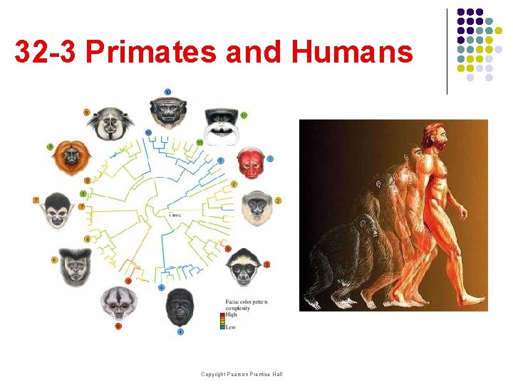 32 -3 Primates and Humans Copyright Pearson Prentice Hall 