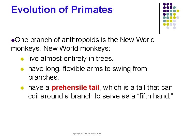 Evolution of Primates l. One branch of anthropoids is the New World monkeys. New