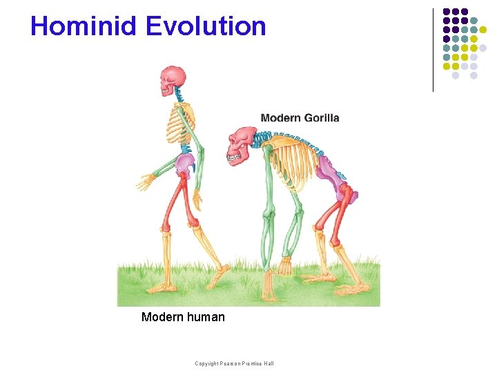 Hominid Evolution Modern human Copyright Pearson Prentice Hall 