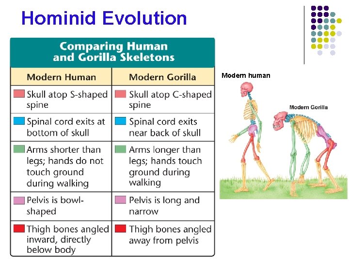 Hominid Evolution Modern human Copyright Pearson Prentice Hall 