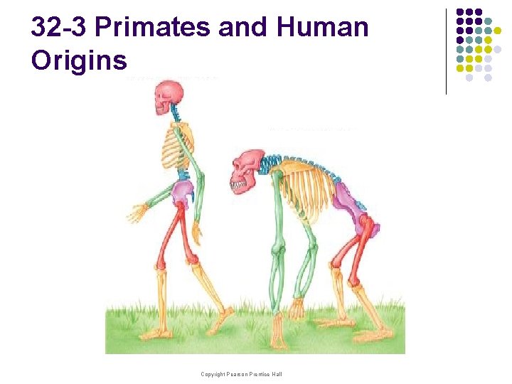 32 -3 Primates and Human Origins Copyright Pearson Prentice Hall 