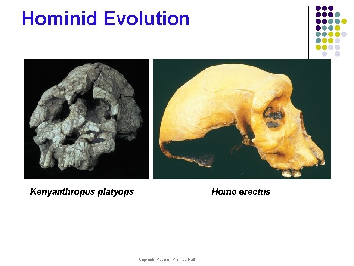 Hominid Evolution Kenyanthropus platyops Homo erectus Copyright Pearson Prentice Hall 