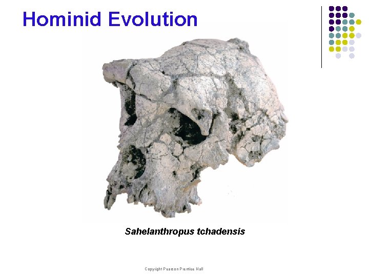 Hominid Evolution Sahelanthropus tchadensis Copyright Pearson Prentice Hall 