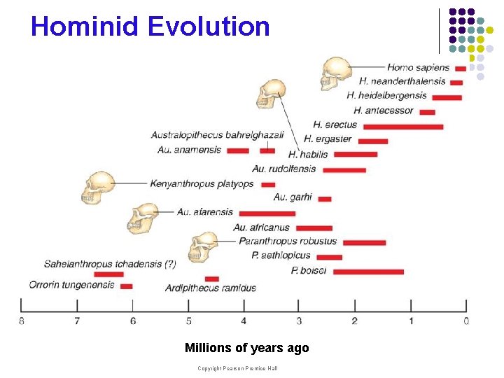 Hominid Evolution Millions of years ago Copyright Pearson Prentice Hall 